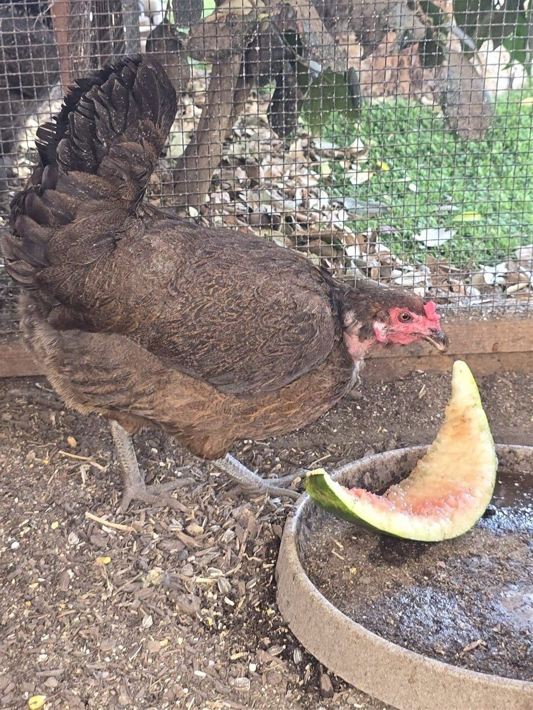 Lady Hawk eating watermelon